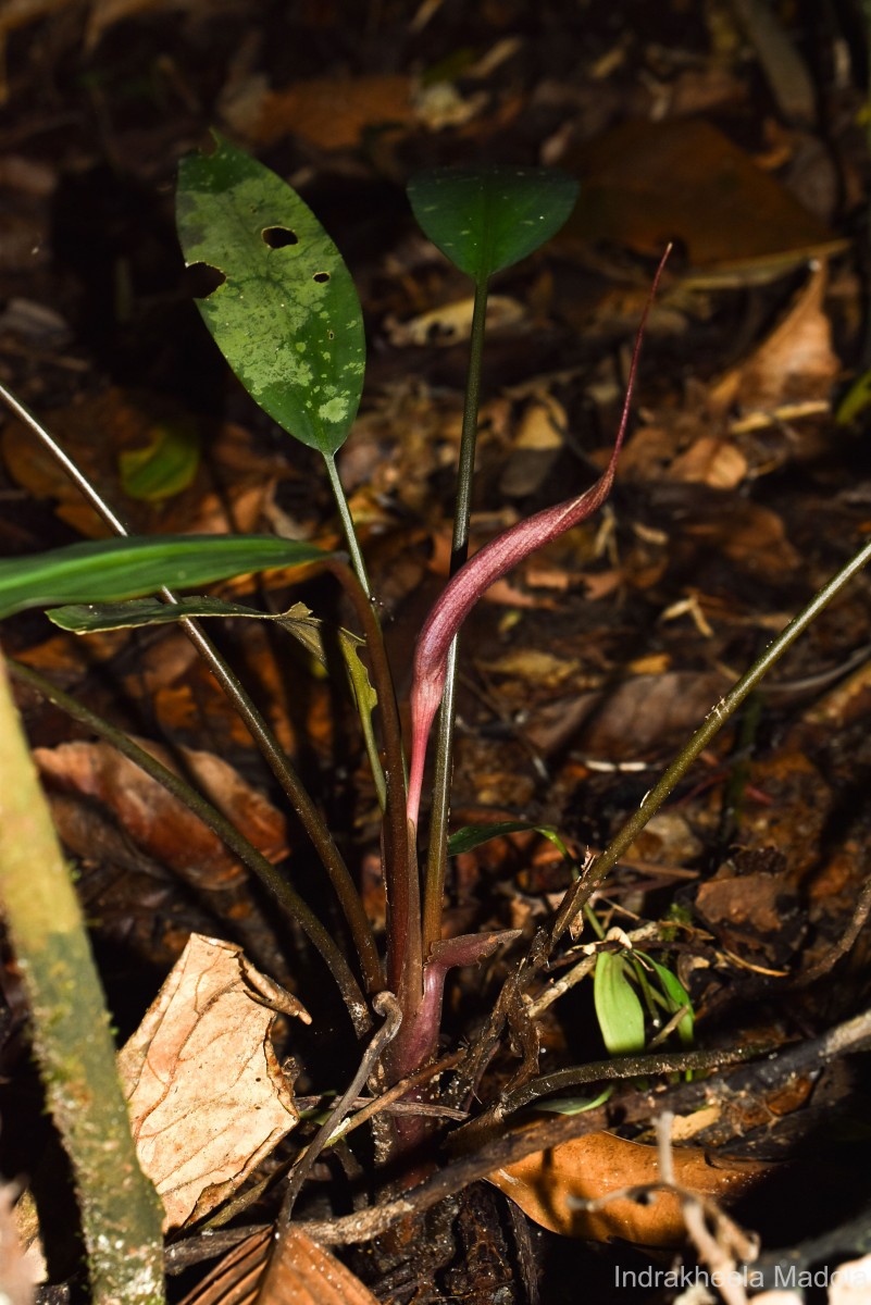 Lagenandra limbusleviterapertae Madola, D.Yakandawala & K.Yakandawala